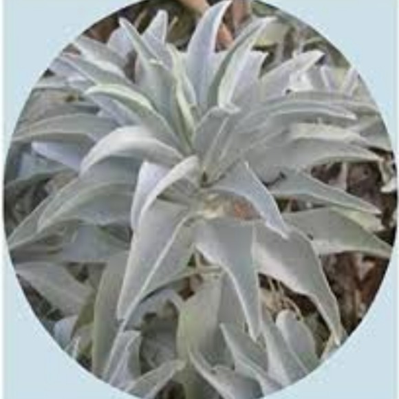 whitesageco